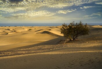 Fototapeta na wymiar Beautiful shot of small tree on the sand dunes of Maspalomas, with sea in the background