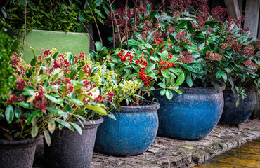 Fototapeta na wymiar Beautiful decorative plants in the flowerpots. Red gaultheria, wintergreen berries