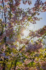 Low angle of a tree with sun rays glimpsing through the delicate cherry blossoms on a spring day