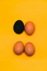 Closeup of one black egg next to brown chicken eggs isolated on yellow background