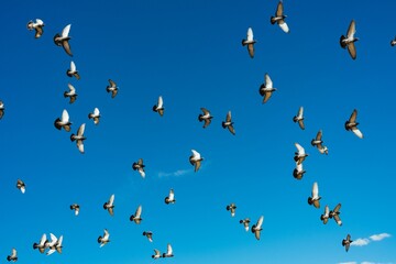 View of pigeons flying in sky - obrazy, fototapety, plakaty