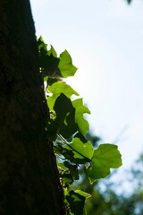 Vertical shot of common ivy (Hedera helix) leaves