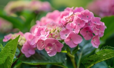 Fototapeta premium Pink hydrangeas blooming 