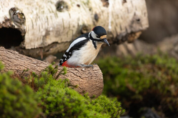 Great spotted woodpecker in forest near pond, tapping on tree trunk, vibrant plumage, foraging for insects