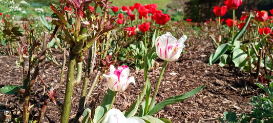 Spring blooming tulip field. Spring floral background.