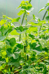 young small green cucumbers gherkins growing hanging on a fence with green leaves in a greenhouse