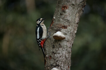 Great spotted woodpecker in forest near pond, tapping on tree trunk, vibrant plumage, foraging for...