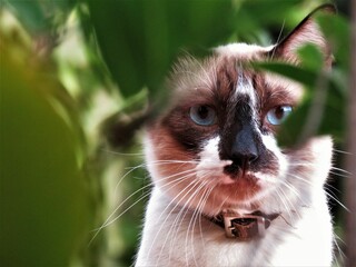 Closeup of a beautiful blue eyed cat staring from behind leaf shrubs in nature