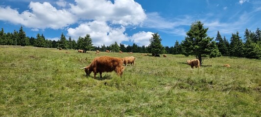 Naklejka na ściany i meble Bulls in mountain meadow