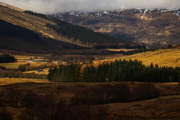 Spruce trees in front of hills on a foggy sunny day