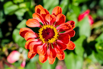 lush orange red gerbera flower closeup with stamens and pollen on green blurred background