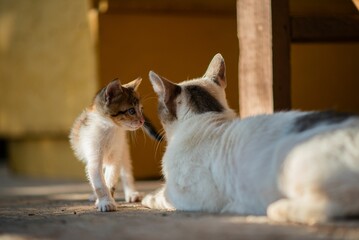 Little kitten with green eyes standing near mother