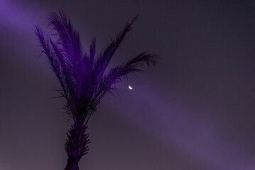 Fototapeta na wymiar Low angle shot of a palm tree with a beautiful moon in the sky during night