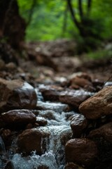Flowing river surrounded by dense trees