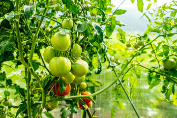 large juicy unripe green tomatoes hang and grow in a cluster on a fence in a greenhouse