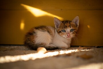 Little kitten with green eyes looking at camera