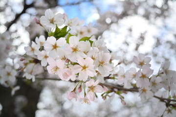 桜の花 青空 逆光 クローズアップ 絞り開放