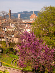 Italia, Toscana, Firenze,  il giardino della Villa Bardini e panorama su Firenze. - 783658556