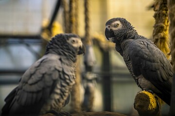 Closeup shot of two perched gray parrots (Psittacus erithacus)