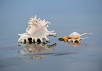 Closeup of two beautiful seashells on a reflective water surface