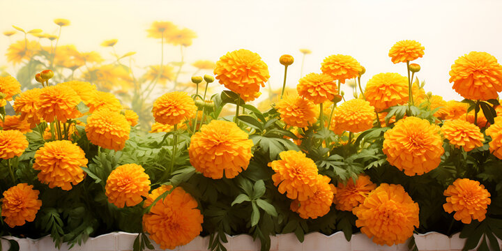 Capturing the Sublime Beauty of Marigold Flowers in Exquisite Close-Up on a Softly Blurred Nature Canvas