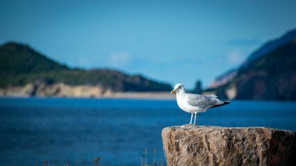Selective of a seagull on a rock under the sunlight