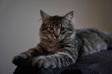 Gray tabby cat laying on a couch in a house