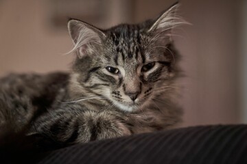 Gray tabby cat laying on a couch in a house