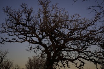 Low angle shot of the silhouette of a tree in a field under the blue sky at sunset