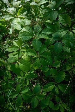Vertical shot of Viginia Creeper and Poison Ivies