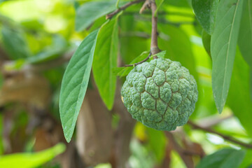 Fototapeta premium Custard apple ripens while still on the tree. custard apple or sugar apple is fruit whose flesh is white and has oval seeds. Flesh is sweet and delicious to eat is commonly found in tropical countries