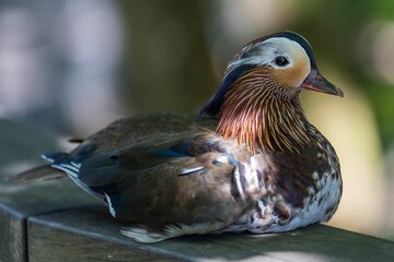 Beautiful view of a Mandarin duck