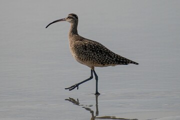 Closeup of a Eurasian whimbrel walking on the surface of a lake