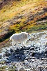 Vertical shot of a white mountain goat with black horns standing on stones © Wirestock