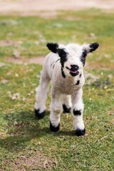 Fototapeta premium Vertical closeup shot of a cute Jacob lamb with black and white wool standing on grass