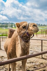 Vertical shot of a cute collared camel in a nature preserve against the clouds and sky