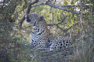 a leopard resting in the shade next to a tree and some grass