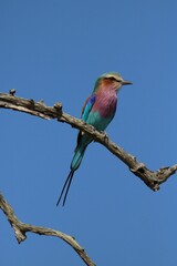 a colorful bird perched on top of a bare tree branch