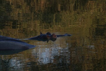 Fototapeta premium two hippos that are laying in some water and one is looking straight ahead