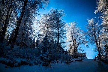Winter rural landscape with path and houses surrounded by trees under blue clear sky