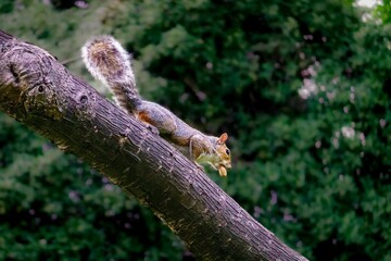 Cute little squirrel in the park