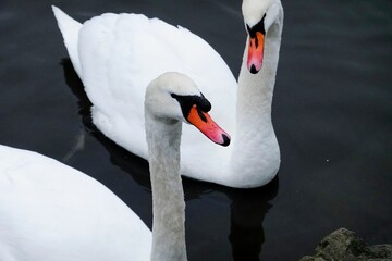 Swans in Edinburgh Park in winter