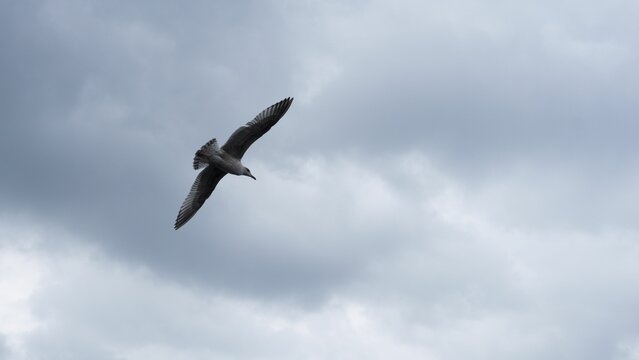 View of lonely bird soaring in the gloomy sky