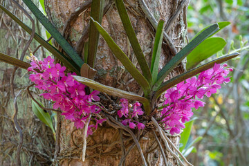 Closeup view of purple pink flowers of ascocentrum ampullaceum epiphytic orchid species blooming...