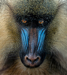 face of a baboon with highlighting colors