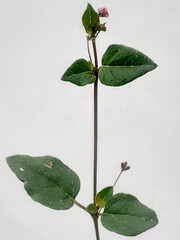 Closeup punarnava plant or boerhavia diffusa isolated on white. 