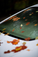 autumn leaves on the car window 