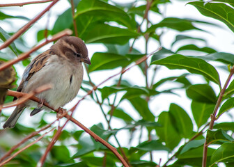 House Sparrow (Passer domesticus) - Found worldwide