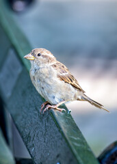 House Sparrow (Passer domesticus) - Found worldwide