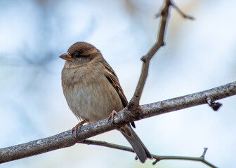 House Sparrow (Passer domesticus) - Found worldwide